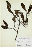 藏品(小葉樹杞)的圖片